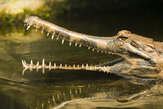 False gharial (Tomistoma schlegelii) with its mouth open