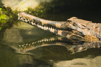 False gharial (Tomistoma schlegelii) in the water