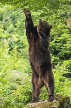 European Brown bear (Ursus arctos)