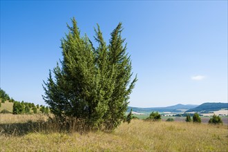 Common juniper (Juniperus communis)