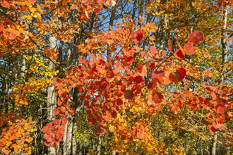 Common aspen (Populus tremula)