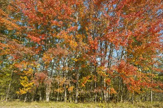 Common aspens (Populus tremula) with reddish leaves in autumn