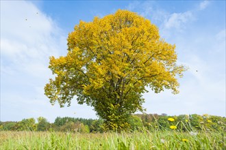 Large-leaved linden tree (Tilia platyphyllos) in autumn with yellow leaves