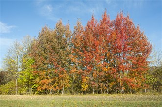 Common aspens (Populus tremula) with reddish leaves in autumn