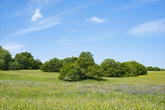 Blooming Meadow