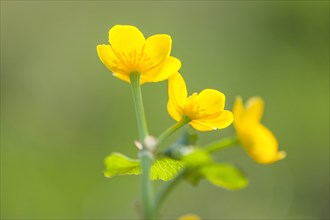 Marsh marigold (Caltha palustris)