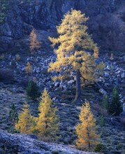 Larches (Larix decidua) with autumn colors