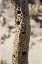 Wooden skeleton of a Teddy-bear cholla (Cylindropuntia bigelovii) in the cactus garden