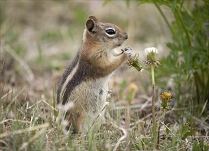 Golden-mantled ground squirrel (Spermophilus lateralis) feets Dandelion Blossom