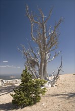 Dead and young Rocky Mountain bristlecone pine (Pinus aristata)
