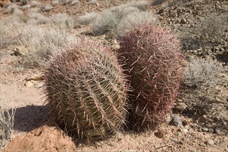 Barrel Cactus (Ferocactus acanthodes)