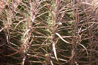 Detail Barrel Cactus (Ferocactus acanthodes)