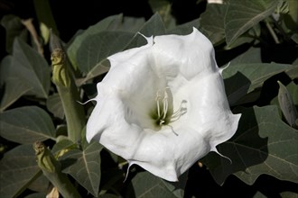 White flower of Sacred datura (Datura wrightii)