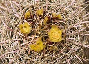Yellow flowers on Barrel Cactus (Ferocactus acanthodes)