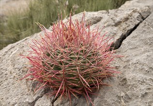 Young plant Barrel Cactus (Ferocactus acanthodes) on a rock