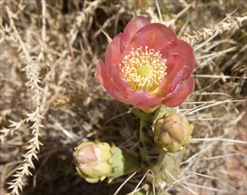 Cactus pear (Opuntia ficus-indica) with pink flower