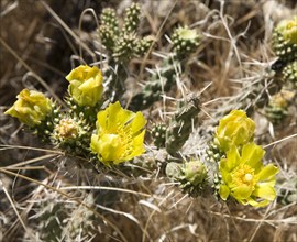 Brittle prickly pear (Opuntia fragilis) with yellow flowers
