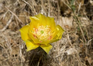 Brittle prickly pear (Opuntia fragilis) with yellow flower