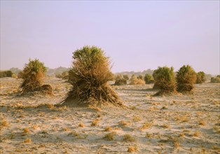 Devil's Cornfield