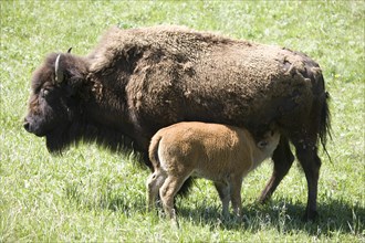 Bison (Bison bison)