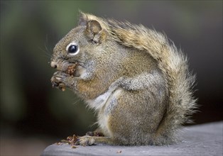 Eastern gray squirrel eating (Sciurus carolinensis)