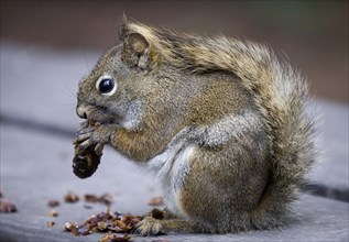 Eastern gray squirrel (Sciurus carolinensis)