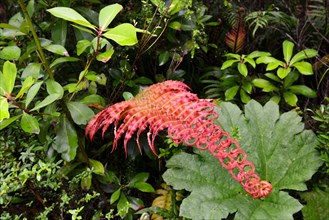 Red fern (Tracheophyta)