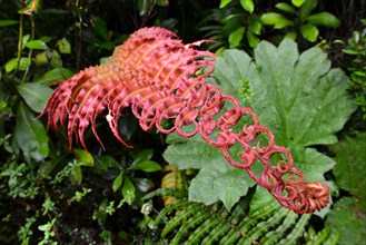 Red fern (Tracheophyta)