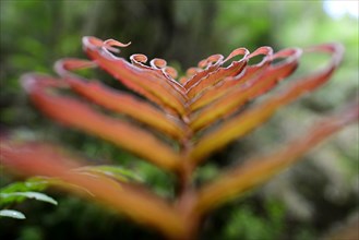 Red leaf