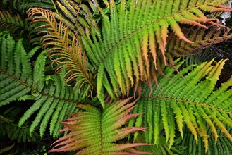 Fern (Tracheophyta)