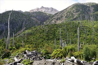 Mountain landscape with dead trees