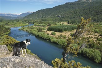 Border Collie on a viewpoint over the river valley of the Rio Futaleufu