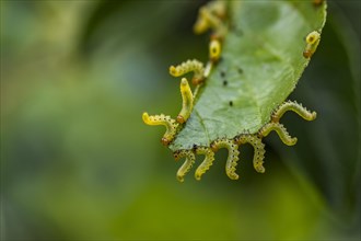 Orchard ermine (Yponomeuta padella) on leaf