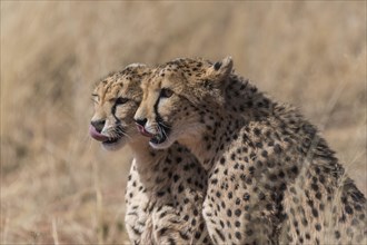 Two cheetahs (Acinonyx jubatus) on lookout
