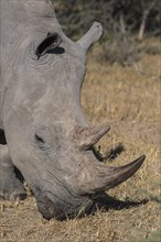 White rhinoceros (Ceratotherium simum) grazing