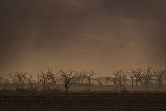 Dry trees in sandstorm