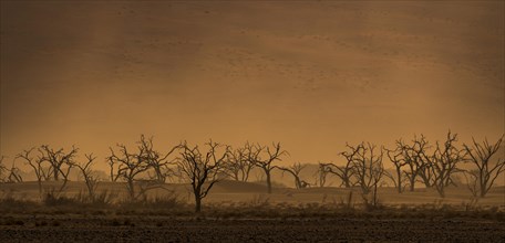 Dry trees in sandstorm