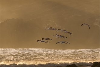 Greater flamingos (Phoenicopterus roseus) flying above surf