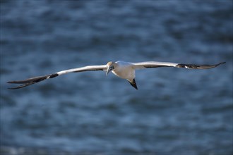 Cape gannet (Morus capensis) in flight by Bird Island in Lambert's Bay