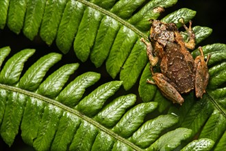 Neotropical frog (Pristimantis bellator) Tapichalaca nature reserve