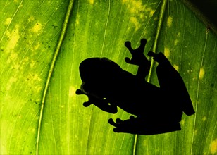 Shadow of Palm tree frog (Hypsiboas pellucens)