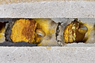 Larvae of the Horned mason bee (Osmia cornuta) eat pollen