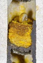 Larva of horned mason bee (Osmia cornuta) eats pollen Nektarbrei