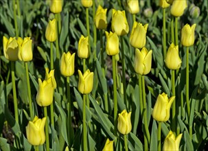 Yellow dutch tulips (Tulipa sp.)