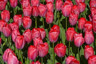 Red dutch tulips (Tulipa sp.)