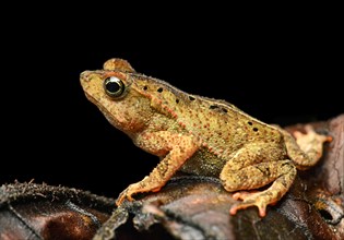 South American common toad (Rhinella margaritifera)