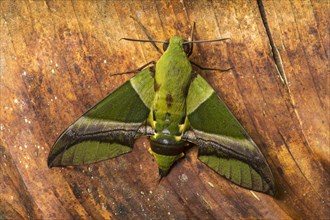 Neotropical moth (Eumorpha spec.) in detail