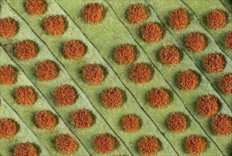 Close up of circular sori with mature sporangia on the underside of fern leaves