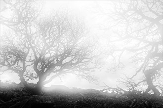 Ancient oaks in the fog in Wistmans Wood