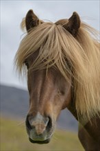 Brown Icelandic horse (Equus islandicus) with blond mane